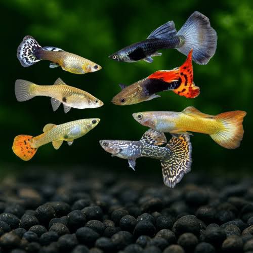 Exotic Guppy Pair – Surprise Collection