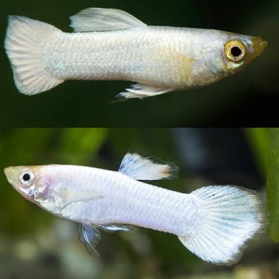 Snow White Guppy Pair