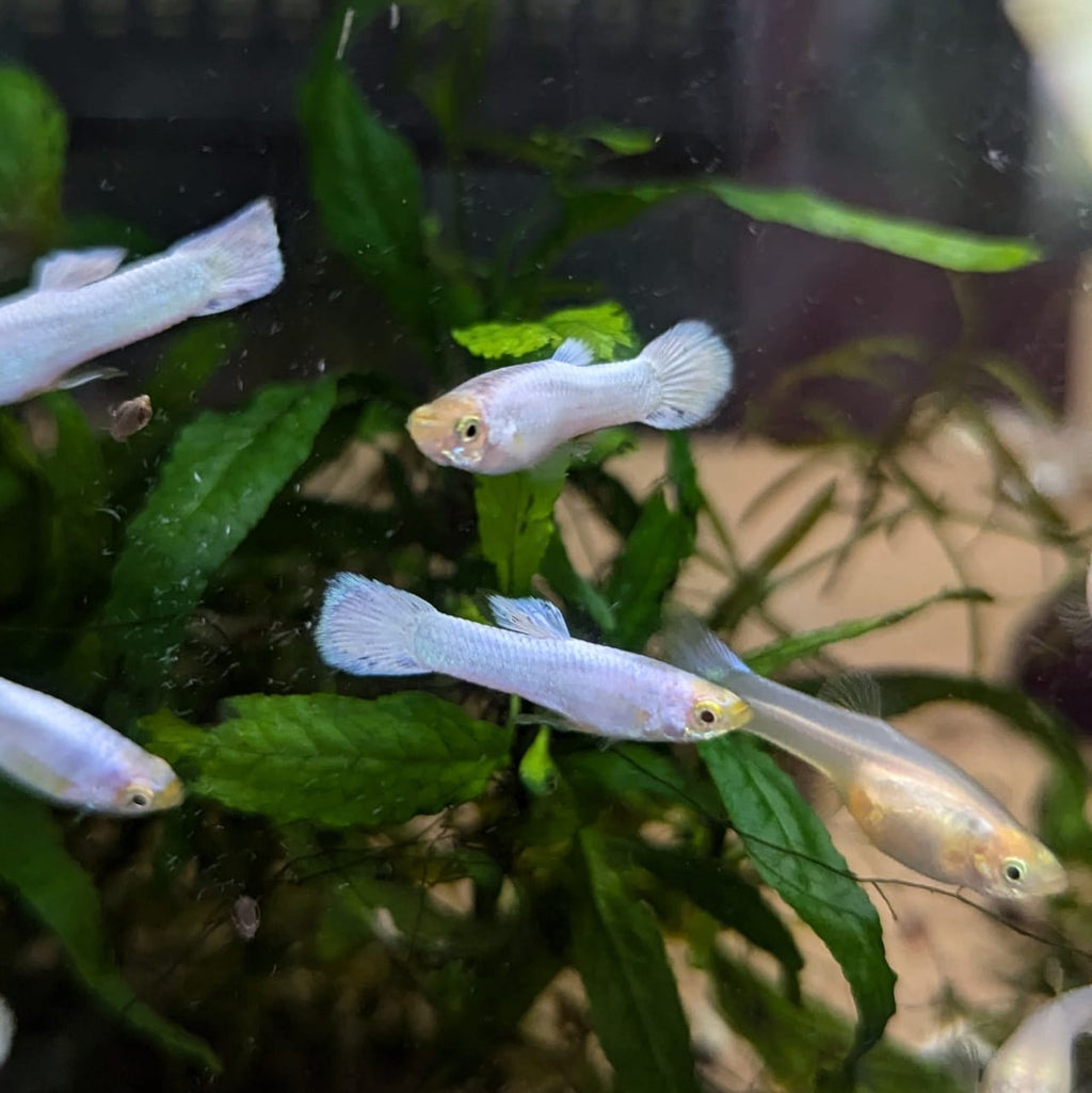 Snow White Guppy Pair